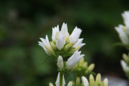 Campanula glomerata 'Alba' bestellen